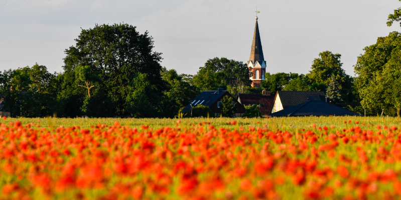 Brieselang: Mohnfeld vor Kirche in Bredow