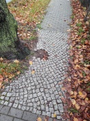 Foto: Pflastereinfassung Baum nicht vollständig  
