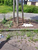 Foto: Selbstgepflanzte Rosenstöcker 