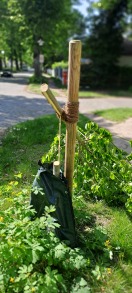 Foto: Der 3. abgesägte Baum 