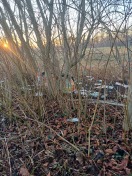 Foto: Müll Sachsendorfer Wiesen 