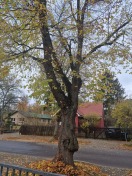 Foto: Baumschnitt 