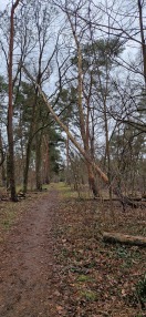 Foto: Gefährlicher Bäume 