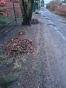 Foto: Laub 