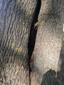 Foto: Baum stand fähigkeit nicht gegeben . 