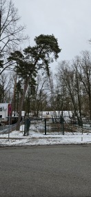 Foto: Baumneigung  