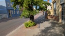 Foto: Baum blockiert Radweg soweit bekannt - ebenerdige Triebe und Astbewuchs schränken Verkehrssicherheit ein  