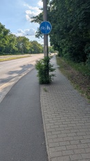 Foto: Lichtraumprofil zugewachsen  