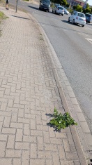 Foto: Gehwegsbereich und Straße stark verschmutzt Autohaus dähne  