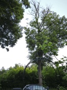 Foto: Baumschaden 