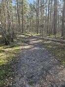 Foto: Baum umgestürzt 