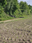 Foto: Illegale Reifen entsorgung  