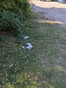 Foto: Menschliche Kothaufen mit Taschentücher vor der Gartenpforte Sachsenstraße 26  