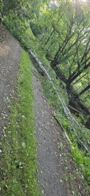 Foto: Umgestürtzer Baum mitten auf dem weg 