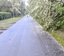 Foto:  Auf der Straße hängende Äste  