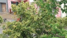 Foto: Astbruch 
