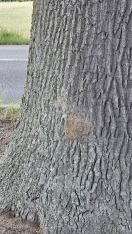 Foto: Eichenprozessionsspinner 