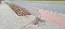 Foto: Gully verstopft Einfahrt Matratzen Concord  