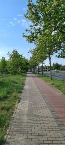 Foto: Zwischen Hochschule und Vereinsstraße Zentrumring zugewachsen  