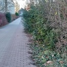 Foto: zugewachsener Radweg 