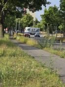 Foto: Mähen überfällig 