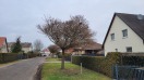 Foto: Baumscheidung 
