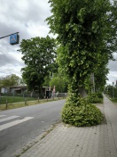 Foto: Wildwuchs an Linden, Gefahr für Schulkinder  