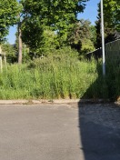 Foto: Verwilderung 