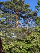 Foto: Astabbruch 