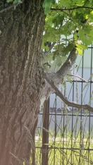 Foto: Eichen-Prozessionsspinner 