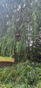 Foto: Großer Ast abgebrochen 