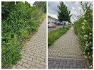 Foto: Unkraut wächst auf den Weg  