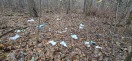 Foto: Illegale Müllentsorgung im Wald 