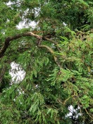 Foto: Sturmschaden beseitigen  