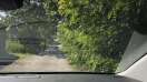 Foto: Starker Baumwuchs in den Straßenbereich  