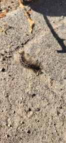 Foto: Giftige Raupe 