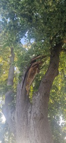 Foto: Sturmbruch 