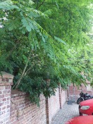 Foto: Gutspark Zehlendorf, Wildwuchs 
