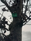 Foto: Standsicherheit des Baumes gefährdet  