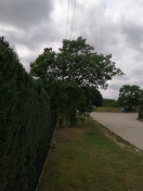 Foto: Strassenbaum(Wallnuss) in Stromleitung 