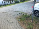 Foto: Gefährdung durch Totholz an Straßenbäumen 