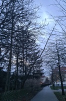Foto: Schräg stehender Baum 