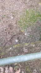 Foto: Müll im Wald 