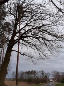 Foto: Totholz über der Straße  