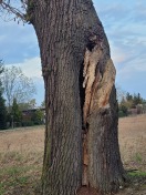 Foto: gefährlicher Baum? 