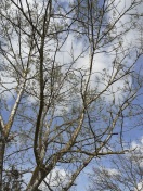 Foto: Totholz im Baum 1077, Spielplatz Säritz 