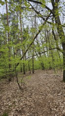 Foto: Gefährlicher Baum  