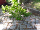 Foto: Astbrüche aufgrund Windsituation 