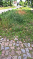 Foto: Wann wird denn dieses Jahr 2024 in der Gartenstraße Rasen gemäht? 