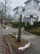 Foto: Abgesägter Baum 